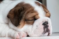 Arbeit macht müde, auch #Bürohunde (Bild: pixabay)